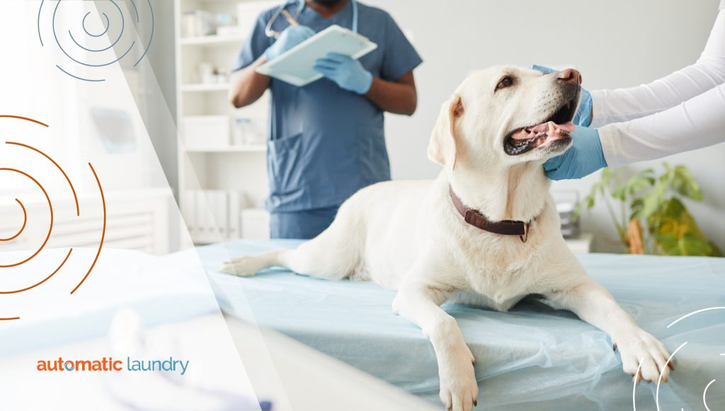 Why Do Veterinary Clinics Need Commercial-Grade Laundry Solutions from a Trusted Laundry Company?