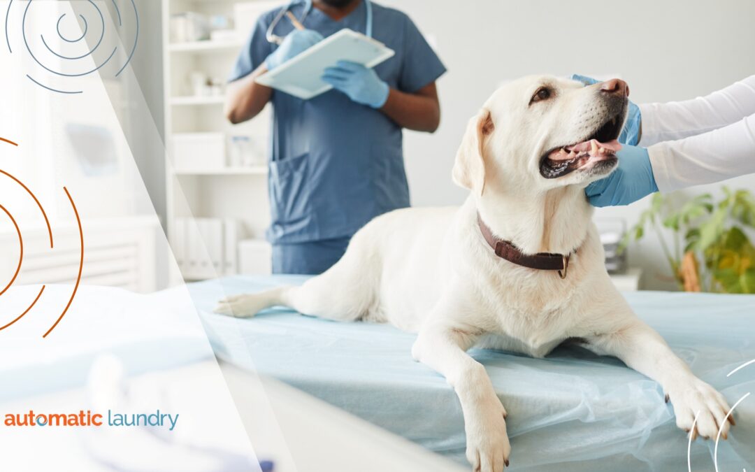 Why Do Veterinary Clinics Need Commercial-Grade Laundry Solutions from a Trusted Laundry Company?
