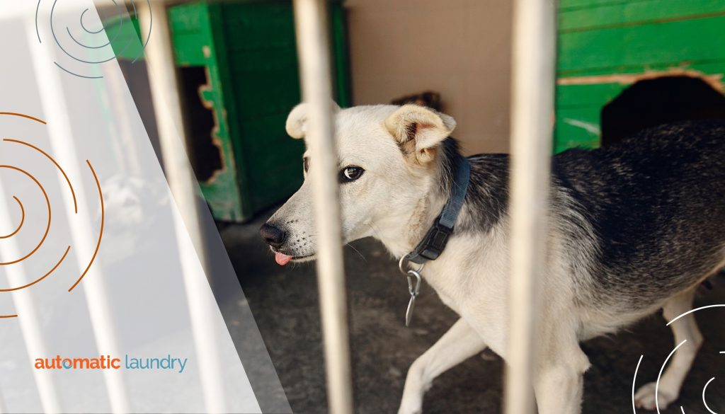 Eco-Friendly Laundry Room Equipment Tips for Animal Shelters and Grooming Shops