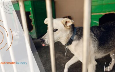 Eco-Friendly Laundry Room Equipment Tips for Animal Shelters and Grooming Shops