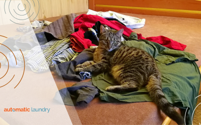 How Do You Remove Pet Hair in a Shared Laundry Room?